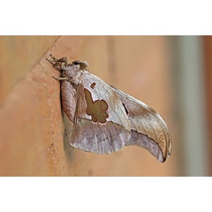 /filer/webapps/moths/media/images/F/falcatissima_Lobobunaea_A_Voaden_02.jpg