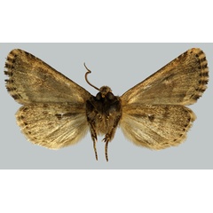 /filer/webapps/moths/media/images/S/serena_Feraxinia_HT_MNHNb.jpg