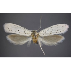/filer/webapps/moths/media/images/M/madagascariensis_Yponomeuta_HT_NASU.jpg