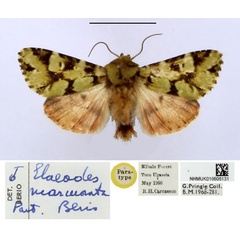 /filer/webapps/moths/media/images/M/marmorata_Elaeodes_PT_BMNH.jpg