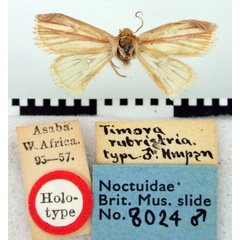 /filer/webapps/moths/media/images/R/rubristria_Timora_HT_BMNH.jpg