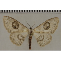 /filer/webapps/moths/media/images/P/pallida_Problepsis_PT_ZSM.jpg