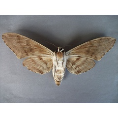 /filer/webapps/moths/media/images/N/natalensis_Macropoliana_A_Baron_02.jpg