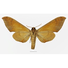 /filer/webapps/moths/media/images/O/occidentalis_Pseudoclanis_AF_Basquinb.jpg