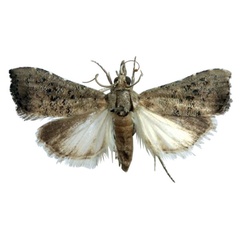 /filer/webapps/moths/media/images/C/conspersalis_Hyperlais_AF_BMNH.jpg