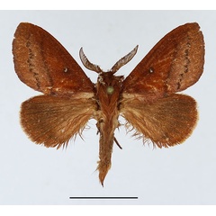 /filer/webapps/moths/media/images/V/vulpicolor_Phoenicladocera_AM_Basquin_04.jpg