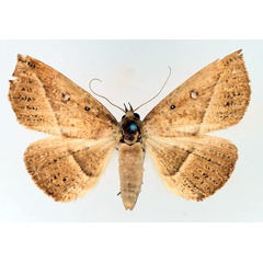 /filer/webapps/moths/media/images/A/albooculata_Ugia_AF_TMSA_02.jpg