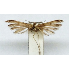 /filer/webapps/moths/media/images/T/tanzanicus_Pselnophorus_HT_BMNH.jpg