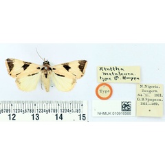 /filer/webapps/moths/media/images/M/metaleuca_Attatha_HT_BMNH.jpg