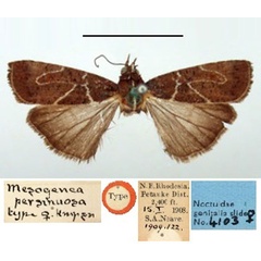 /filer/webapps/moths/media/images/P/persinuosa_Mesogenea_PT_BMNH.jpg