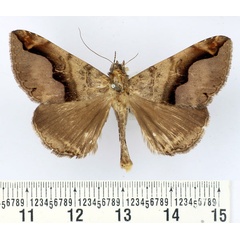 /filer/webapps/moths/media/images/G/goniophora_Bastilla_AM_BMNH.jpg