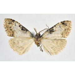 /filer/webapps/moths/media/images/E/euryochra_Meganola_A_NHMO.jpg