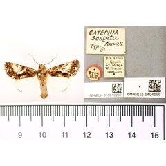 /filer/webapps/moths/media/images/S/sospita_Catephia_HT_BMNH.jpg