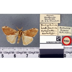 /filer/webapps/moths/media/images/H/hedilacea_Dasychira_HT_BMNHa.jpg