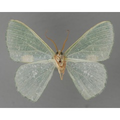 /filer/webapps/moths/media/images/R/rubrimacula_Prasinocyma_A_ZSM_02.jpg