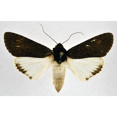 /filer/webapps/moths/media/images/F/fatilega_Ulotrichopus_A_NHMO.jpg