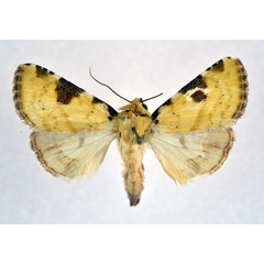 /filer/webapps/moths/media/images/F/flavirufa_Heliothis_A_NHMO.jpg