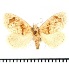 /filer/webapps/moths/media/images/L/leucomera_Gavara_AM_BMNH.jpg