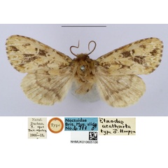 /filer/webapps/moths/media/images/A/acatharta_Elaeodes_HT_BMNH.jpg