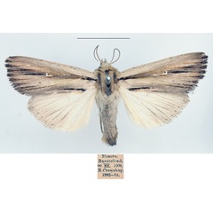 /filer/webapps/moths/media/images/I/interciliata_Leucania_AF_BMNH.jpg