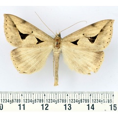 /filer/webapps/moths/media/images/M/monoplaneta_Parachalciope_AM_BMNH.jpg