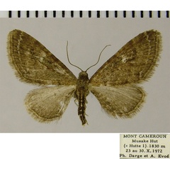 /filer/webapps/moths/media/images/O/oculata_Eupithecia_AM_ZSM.jpg