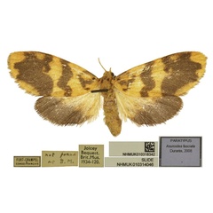/filer/webapps/moths/media/images/F/fasciata_Asuroides_PTF_BMNH.jpg