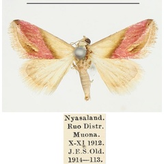 /filer/webapps/moths/media/images/C/cochylioides_Eublemma_AM_BMNH.jpg