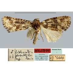 /filer/webapps/moths/media/images/P/persubtilis_Lithacodia_HT_MNHN.jpg