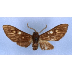 /filer/webapps/moths/media/images/P/punctulata_Rhipidarctia_HT_RMCA_01.jpg