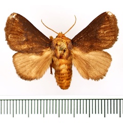/filer/webapps/moths/media/images/P/pyrosomoides_Ctenolita_AM_BMNH_01.jpg