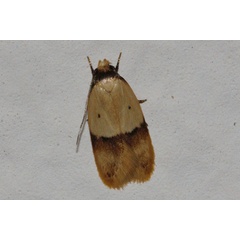 /filer/webapps/moths/media/images/N/natalensis_Odites_A_Riddell_01.jpg