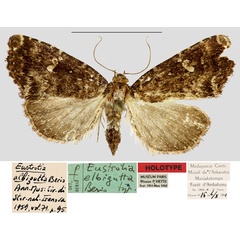 /filer/webapps/moths/media/images/A/albigutta_Eustrotia_HT_MNHN.jpg