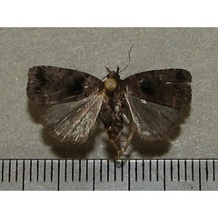 /filer/webapps/moths/media/images/E/ethiopica_Cretonia_A_Goff_01.jpg