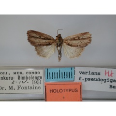 /filer/webapps/moths/media/images/P/pseudogigas_Micraxylia_HT_RMCA.jpg