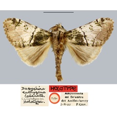 /filer/webapps/moths/media/images/E/euthyzona_Dasychira_HT_MNHN.jpg