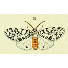/filer/webapps/moths/media/images/M/maculosa_Alpenus_Cramer4_370_B.jpg
