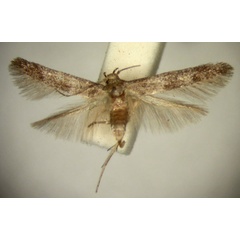 /filer/webapps/moths/media/images/A/albitergis_Ascalenia_A_TMSA_03.jpg