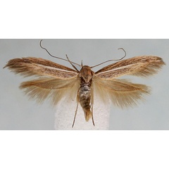 /filer/webapps/moths/media/images/B/baringensis_Scythris_HT_BMNH.jpg