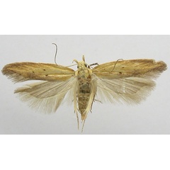 /filer/webapps/moths/media/images/F/ferax_Gelechia_LT_TMSA.jpg