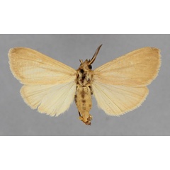/filer/webapps/moths/media/images/C/crossi_Spilosoma_ST_BMNH.jpg