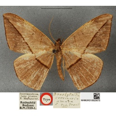 /filer/webapps/moths/media/images/A/amara_Brachytrita_STM_BMNH.jpg