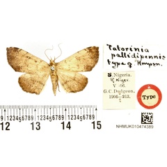 /filer/webapps/moths/media/images/P/pallidipennis_Tatorinia_HT_BMNH.jpg