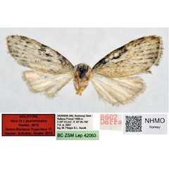 /filer/webapps/moths/media/images/P/psaromorpha_Nola_HT_NHMO.jpg