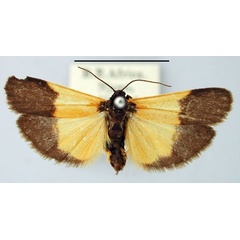 /filer/webapps/moths/media/images/L/limbata_Lepista_AM_BMNH.jpg