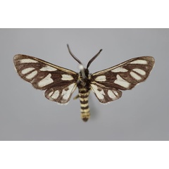 /filer/webapps/moths/media/images/E/estcourtensis_Epitoxis_HT_BMNH.jpg