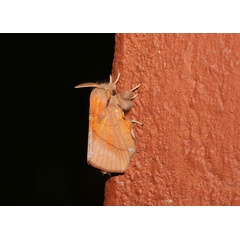 /filer/webapps/moths/media/images/I/igneotincta_Trichopisthia_A_Roland_01.jpg