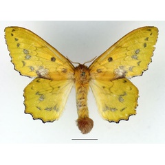 /filer/webapps/moths/media/images/A/aethiopica_Trabala_AF_Basquin_01.jpg