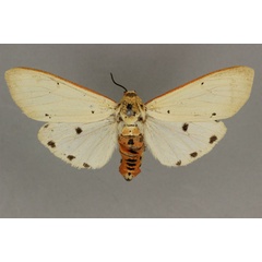 /filer/webapps/moths/media/images/H/hampsoni_Aloa_HT_BMNH.jpg