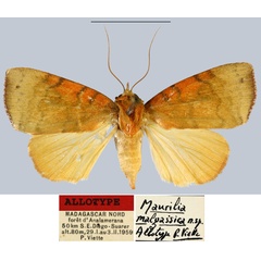 /filer/webapps/moths/media/images/M/malgassica_Maurilia_AT_MNHN.jpg